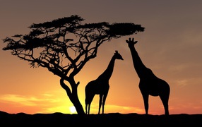 Giraffes have a tree at sunset, Africa