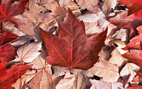 Флаг Канады из осенних листьев