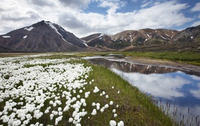 Полевые цветы в Исландии