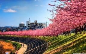 Several of blooming cherry over the Boardwalk