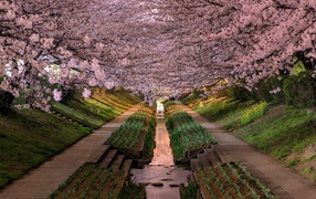 Spring flowering garden in Japan