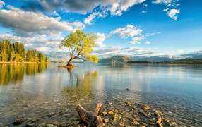 The tree in the middle of the lake in New Zealand