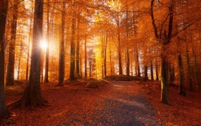 Осенний лес в Норвегии