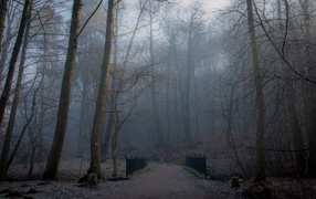 Туманный лес в Польше
