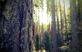 Лес в Мазурии, Польша