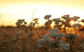 Wild plant at sunset in Poland