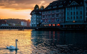 Лебедь на озере, Швейцария