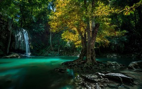 Tree on stone amongst water, Thailand