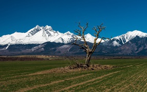 Dead tree on a background of the Tatra Mountains, Slovakia