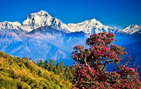 Цветущее дерево в Гималаях