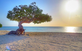 Old tree on the beach, Aruba