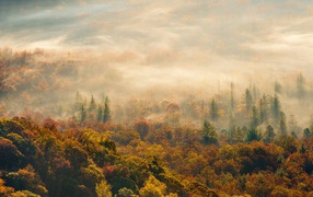 Лес в Северной Каролине