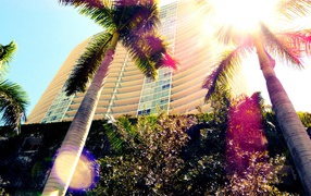 Пальмы в Майами