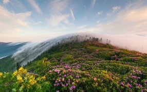 Рон Маунтин, Теннесси, США