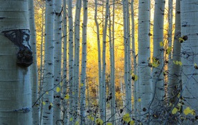 The white trunks of the trees in the forest, Colorado United States