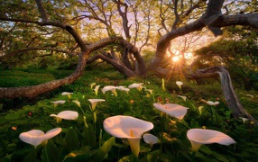 White lilies under a tree, California United States