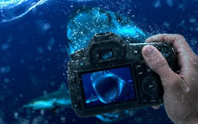 Занятие подводной фотографией