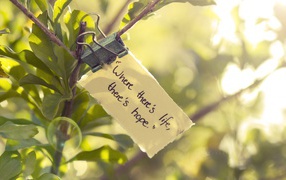 Где есть жизнь там есть и надежда