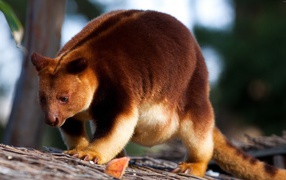 Кенгуру Гудфеллоу в зоопарке