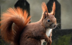 Squirrel with a fluffy red tail
