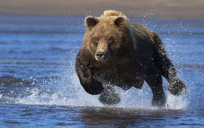 A big bear runs fast on the water