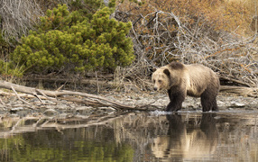 A big brown bear walks along the water