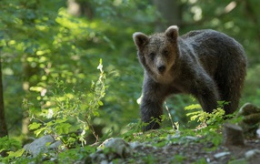 Бурый медвежонок гуляет по лесу