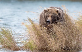 A large brown bear walks in thickets along the water