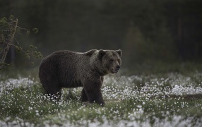 A large brown bear walks through white field flowers