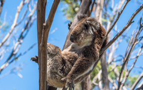 A lazy koala is sleeping on a tree