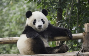 A small beautiful panda resting