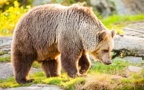 Большой бурый медведь идет по траве