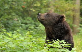 Brown bear sits in thickets in the forest