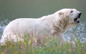 Large polar bear near the water