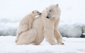 Большая белая медведица с маленьким медвежонком на снегу