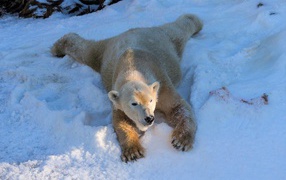 Белый медведь радуется белому снегу зимой