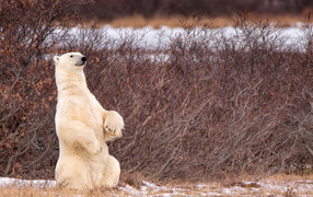 Белый медведь сидит на задних лапах