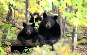 Два черных медведя в лесу
