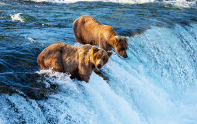 Two brown bears at the waterfall