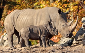 Big rhinoceros with a small calf
