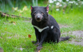 Tasmanian devil sitting on green grass
