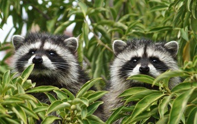Two raccoons hide in green leaves