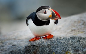 Маленькая птица тупик сидит на камне