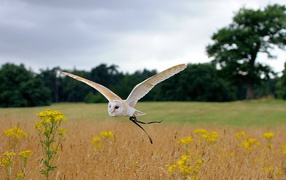 Красивая сова летит над полем