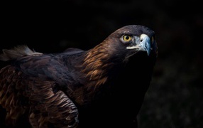 Большая хищная птица беркут 