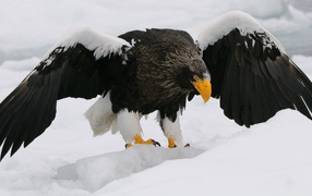 Большая птица орлан-белохвост вышел на зимнюю охоту