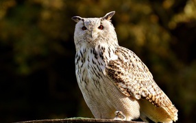 Большая белая сова сидит на ветке