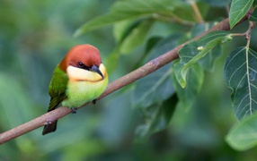Маленькая птичка золотистая щурка сидит на ветке