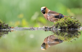 Маленькая птичка отражается в воде