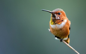Маленькая птица колибри сидит на ветке 